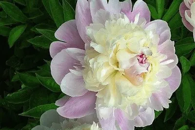 flores