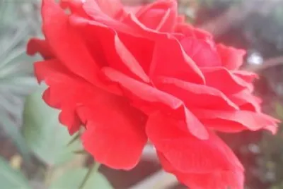 flores