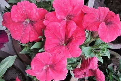 flores