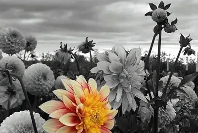 cores
