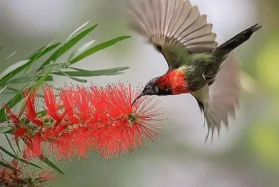 natural jigsaw puzzle