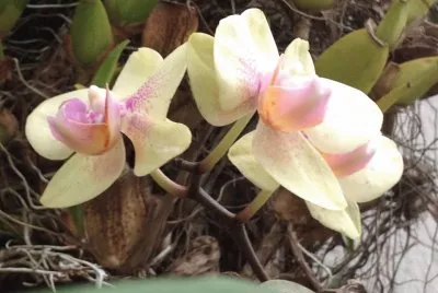 orquideas