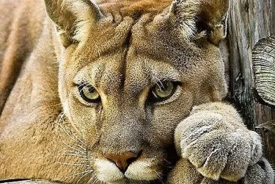 natural jigsaw puzzle