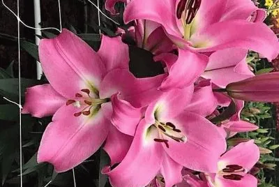 flores