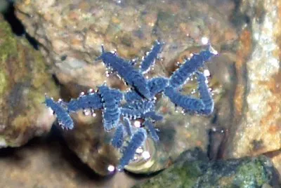 Anurida marittima
