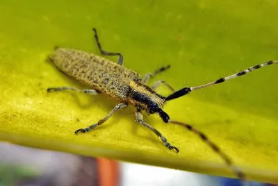 פאזל של Agapanthia dahli