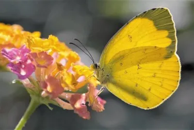 natural