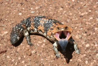 shingleback skink   -  W.A. jigsaw puzzle
