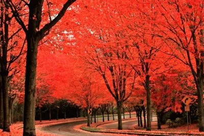 autumn #206 jigsaw puzzle