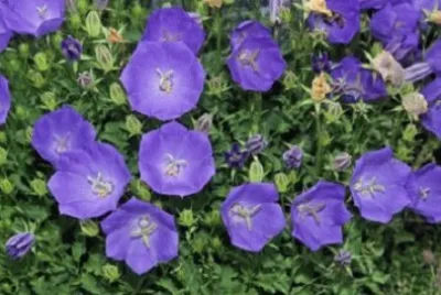 Imagem jigsaw puzzle