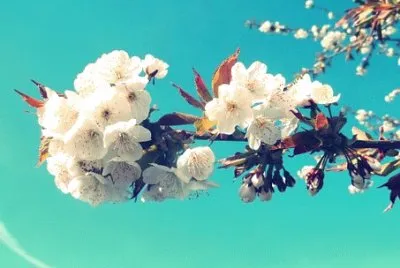 Imagem jigsaw puzzle