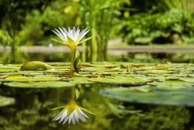 Imagem jigsaw puzzle
