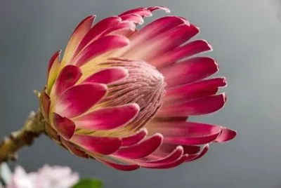 Imagem jigsaw puzzle