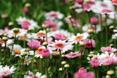 Imagem jigsaw puzzle