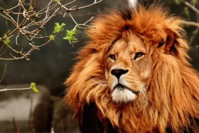 Imagem jigsaw puzzle