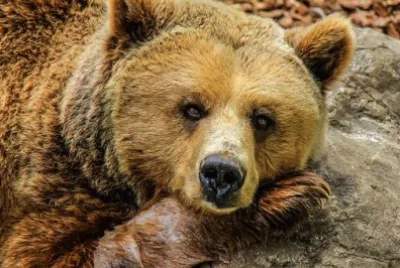 Imagem jigsaw puzzle