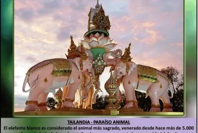 TAILANDIA - PARAÃSO ANIMAL