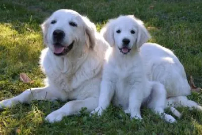 linda raza de perritos