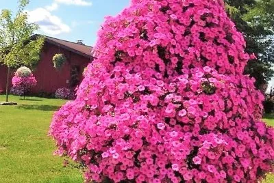 flores