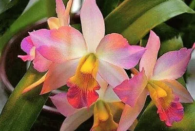 flores