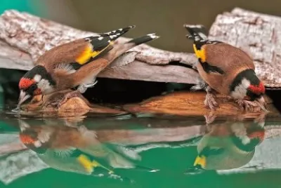 natural jigsaw puzzle