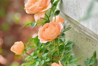 flores