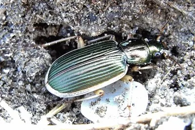 Chlaenus spoliatus jigsaw puzzle