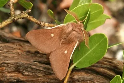 Eriocaster rimicola