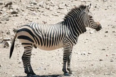 פאזל של Zebra di montagna