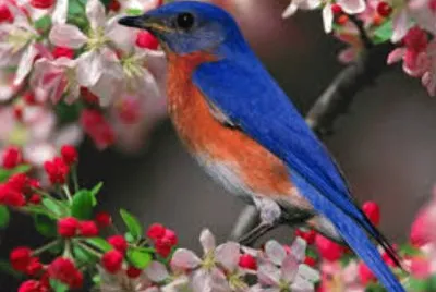Imagem jigsaw puzzle