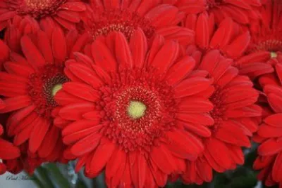 gerbera