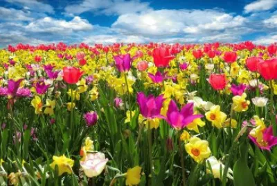 Imagem jigsaw puzzle