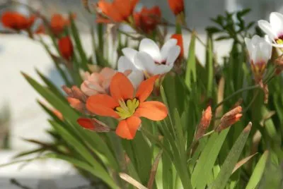 Flowers