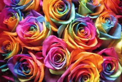 rosas
