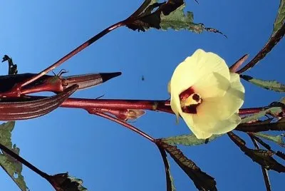 flores