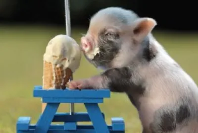 CERDITO