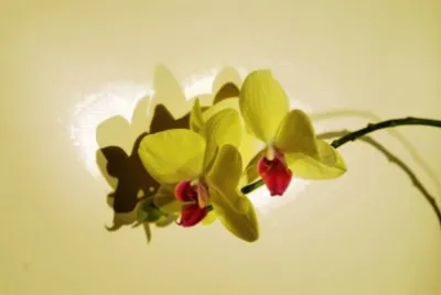 flores