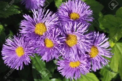 Aster