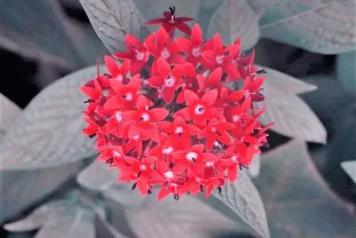 flores