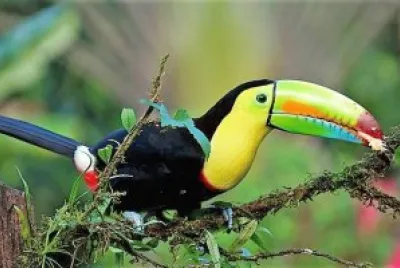 natural