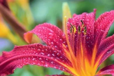 flores