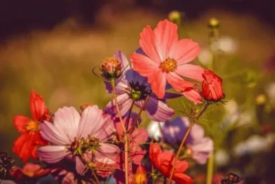 Imagem jigsaw puzzle