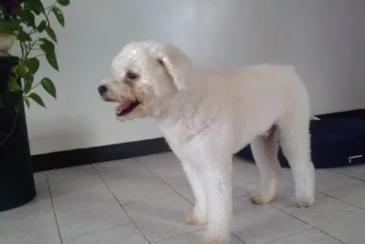 Mascota