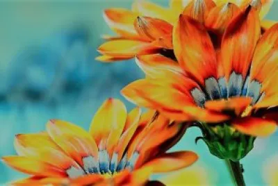flores