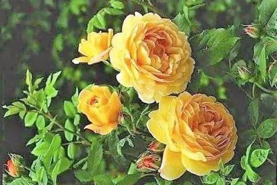 flores