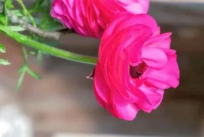 flores
