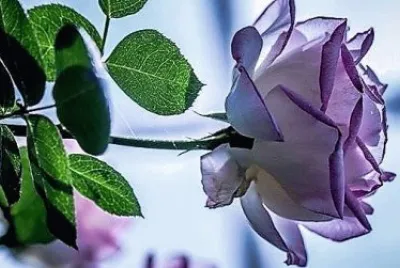 flores