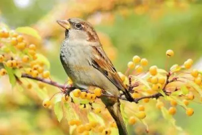natural jigsaw puzzle