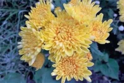 flores