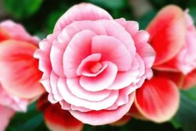 flores